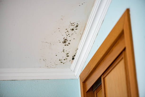 Best Kitchen Mold Remediation in Lindale, GA