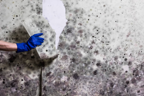 Best Localized Mold Remediation (e.g., coastal areas, humid climates) in Lindale, GA