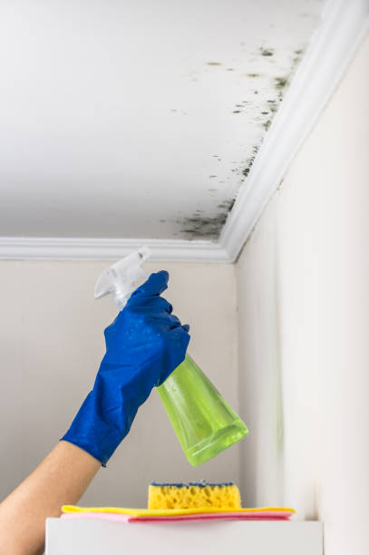 Best Industrial Mold Remediation in Lindale, GA